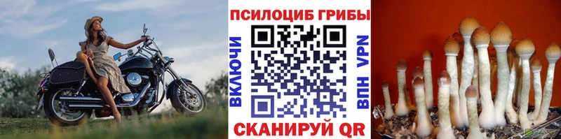 Псилоцибиновые грибы прущие грибы  Курган 